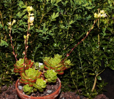 Sedeveria ´Letizia´ 2009-185 (5a).jpg