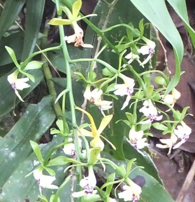 36. Orchidee von Mindo, DSCF1543 - copia.JPG