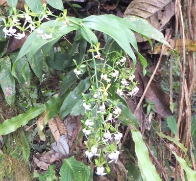 36. Orchidee von Mindo, DSCF1543.JPG