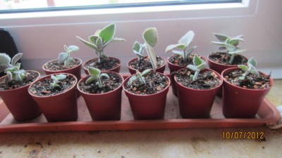 Kalanchoe beharensis von Reiner-Babys.jpg