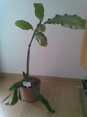 E nxypetalum.jpg