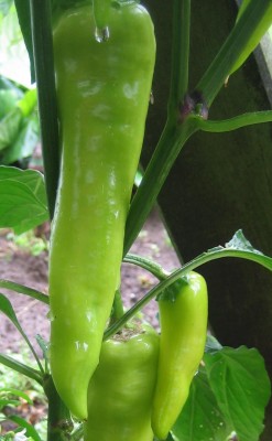 Chilis.jpg