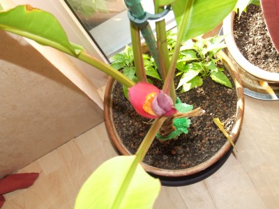 DSCF5127.JPG
