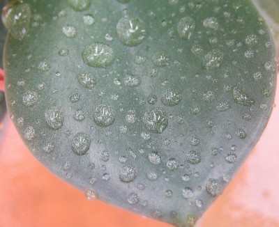 Regentropfen-Bilder 065.jpg