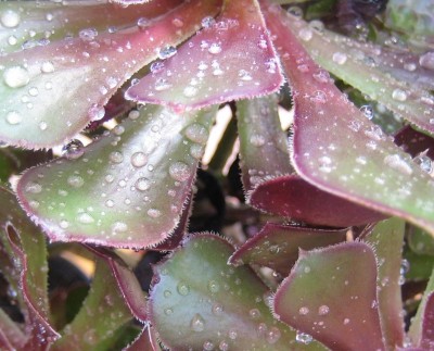 Regentropfen-Bilder 064.jpg