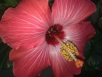 ..hibbi stämmchen.JPG