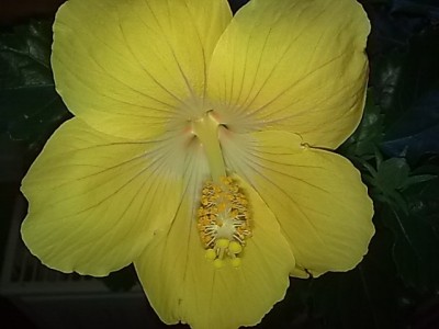 ..hibiscus gelb-weiß.....JPG