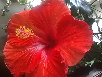 ..Hibiskus rot-gelb.........JPG