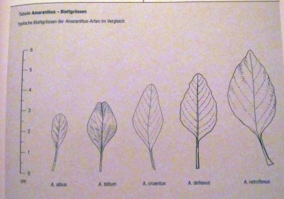 Amaranthus.jpg