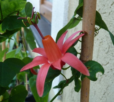 Passiflora murucuja 1.jpg