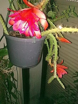 ..aporocactus......JPG