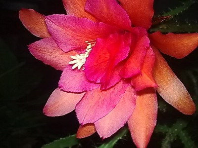 ..aporocactus...JPG