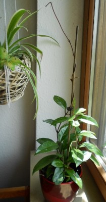 DSCN0559 (336x640).jpg