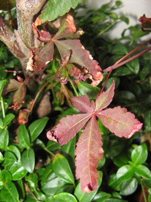 Acer palmatum 03.JPG