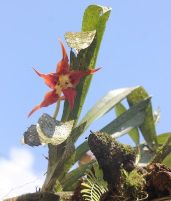 38. Orchidee, IMG_3780.JPG