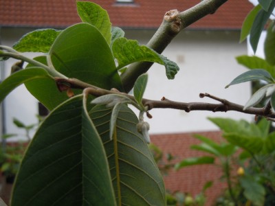 cherimoya.JPG