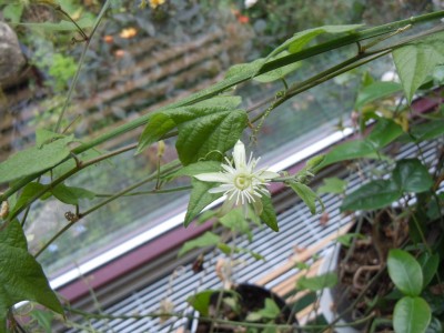 P.capsularis vanilla cream.JPG