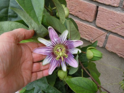 p.kaiserin eugenia.JPG