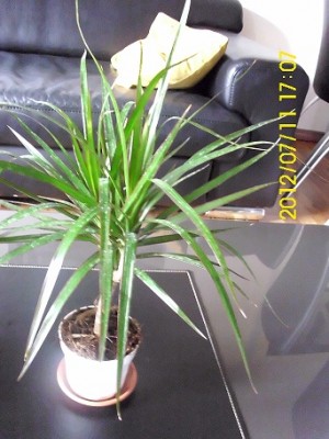 Dracaena Maginata.jpg