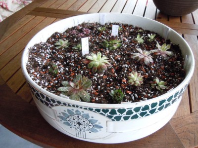 DSCN1963.JPG