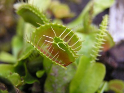Dionaea muscipulis 2.JPG
