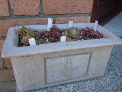 sempervivum.JPG