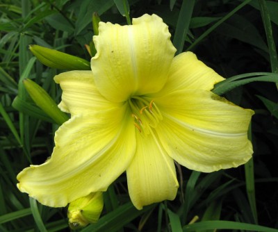 Hemerocallis Prairie Moonlight_5052.jpg
