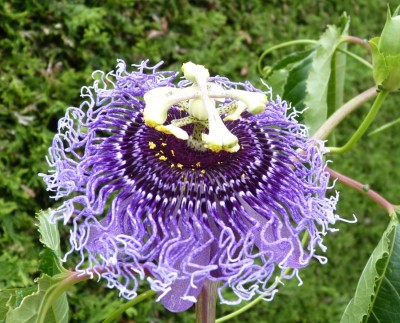 passiflora Byte1.jpg