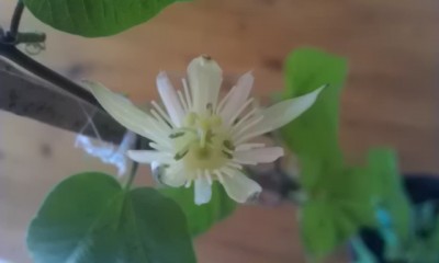 capsularis Blüte 2.jpg