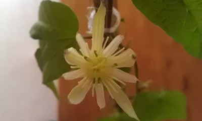 capsularis Büte.jpg