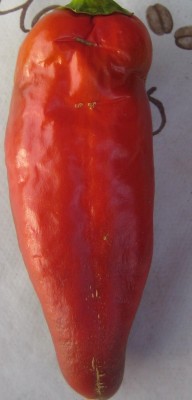 Nutzpflanzen 116.jpg