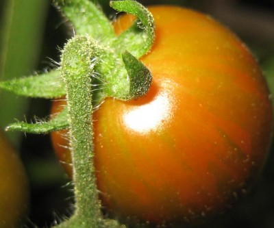 auch die rote Zebra-Tomate kommt langsam in die Gänge....jpg