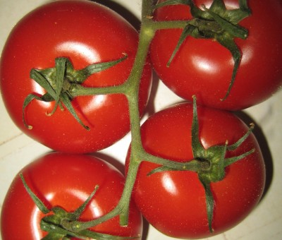 Stauchtomate.jpg