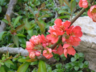 Zierquitte (Chaenomeles)11.JPG