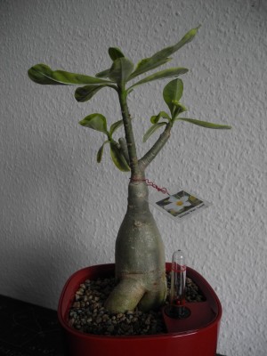 DSCN4110.JPG