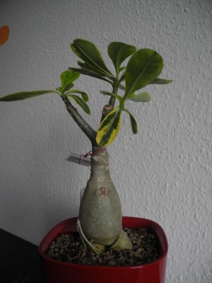 DSCN4107.JPG