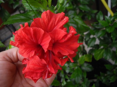 IMGP3110.JPG