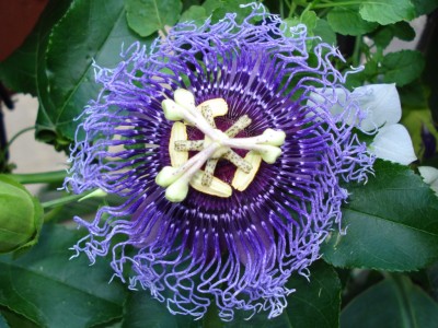 Passiflora_Byte.JPG