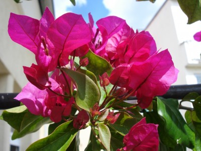 Bougainvillea_spectabilis.JPG