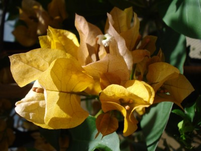 Bougainvillea_orange.JPG