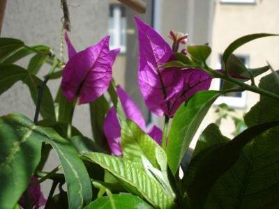 Bougainvillea_glabra.JPG