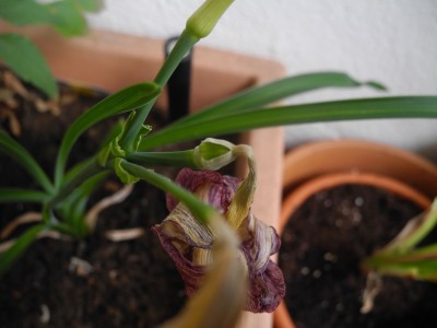 DSCN4133.JPG