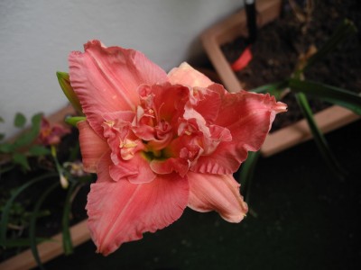 DSCN4131.JPG
