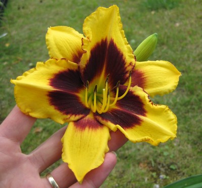 Banzai x Tar and Feather_5128.jpg