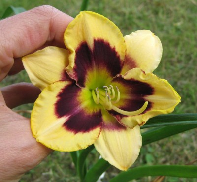 Custard Candy x Tar and Feather_4991.jpg