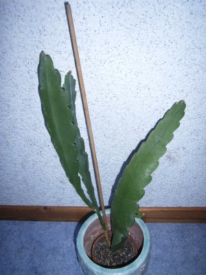 RIMG0221.JPG