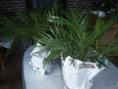 RIMG0222.JPG