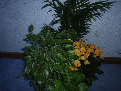 RIMG0226.JPG