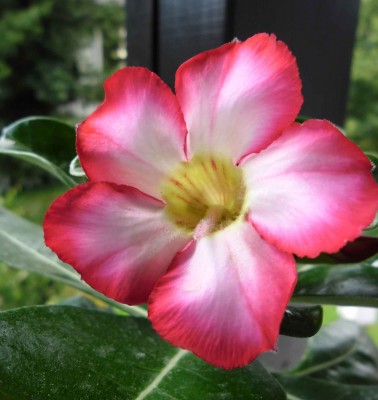 Blood-Diamond_15.7.2012.jpg