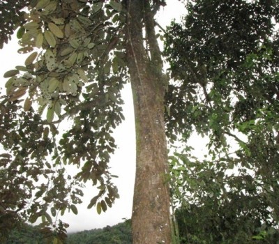 228. Baum, IMG_7870.jpg